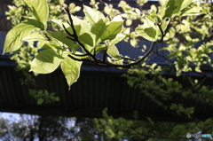 光り