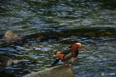 あぁー、帰ろうかな