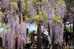 藤祭り