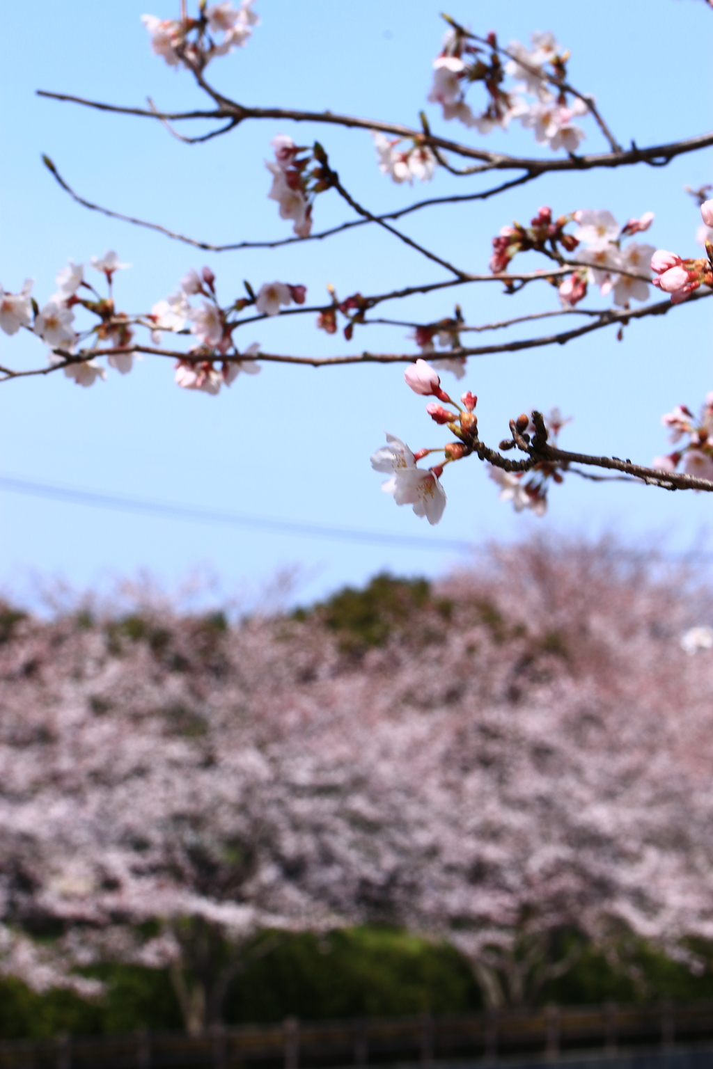 さくら　桜