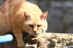 お嬢さんを僕にください