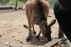 カンガルー