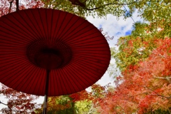 『野点傘と山紅葉』