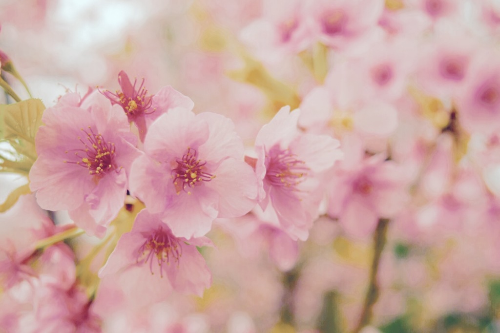 『桜』