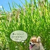 ﾊｧ(˙ꈊ˙Ｕ)三(Ｕ˙ꈊ˙)ﾊｧ…日陰で一休み♪