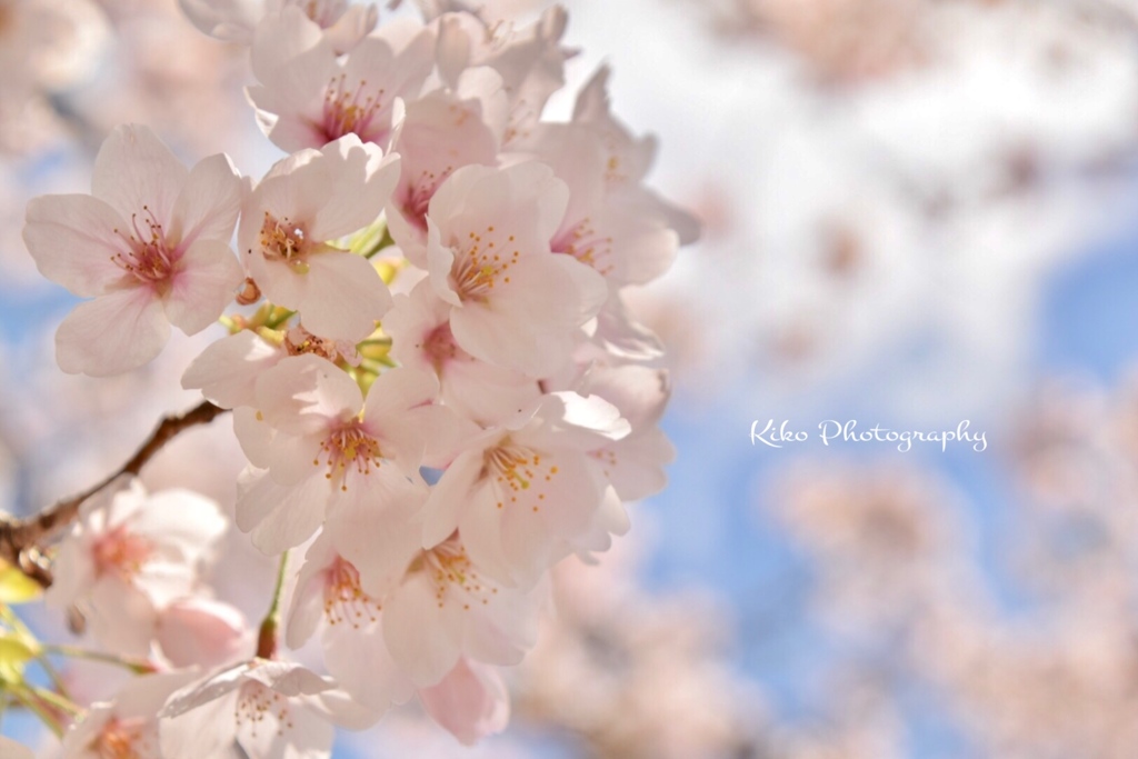 .*.+ﾟ✿.桜まで…*.+ﾟ*・✿