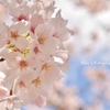 .*.+ﾟ✿.桜まで…*.+ﾟ*・✿