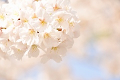 『見上げれば桜✿*:*.+ﾟ』