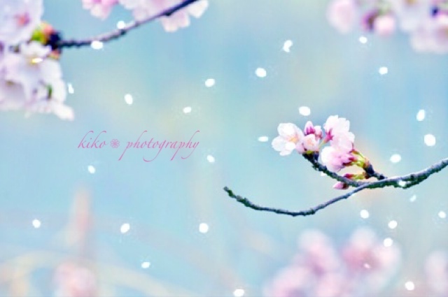 『春煌花 -SAKURA-』