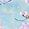 『春煌花 -SAKURA-』