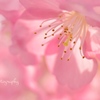 ❀.*･ﾟ気まぐれ.ﾟ･*.✿