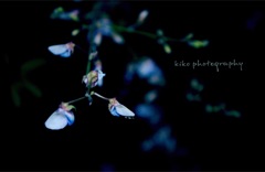 『私の中のあなた』