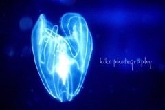 『クラゲ、流れ星』