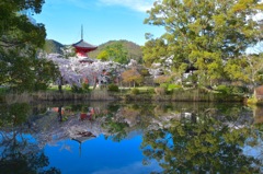 『桜色舞うころ』②