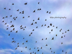 『I also want to fly like a bird.』