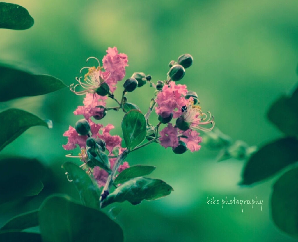 『百日後の再会』