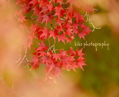 『Japanese maple』