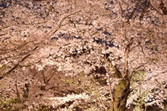 『❀.*･ﾟthe 夜桜.ﾟ･*.✿』