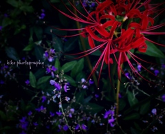 『悲願華』