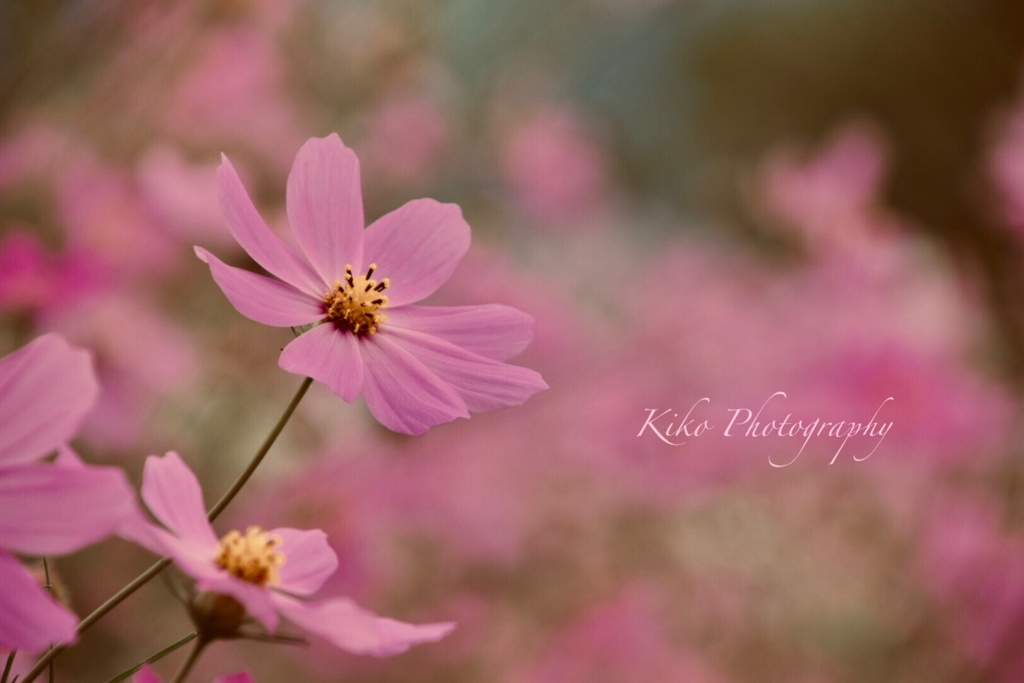 .*･ﾟ秋桜が食べられる！？って知ってた？.ﾟ･*.