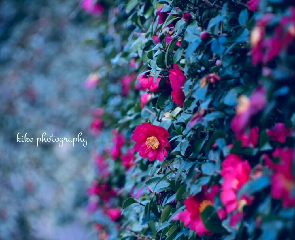 『何度でも花が咲くように*.+ﾟ』
