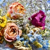 ٭•。❁.*･ﾟ DRY FLOWER ･*.❁。.*･٭•。