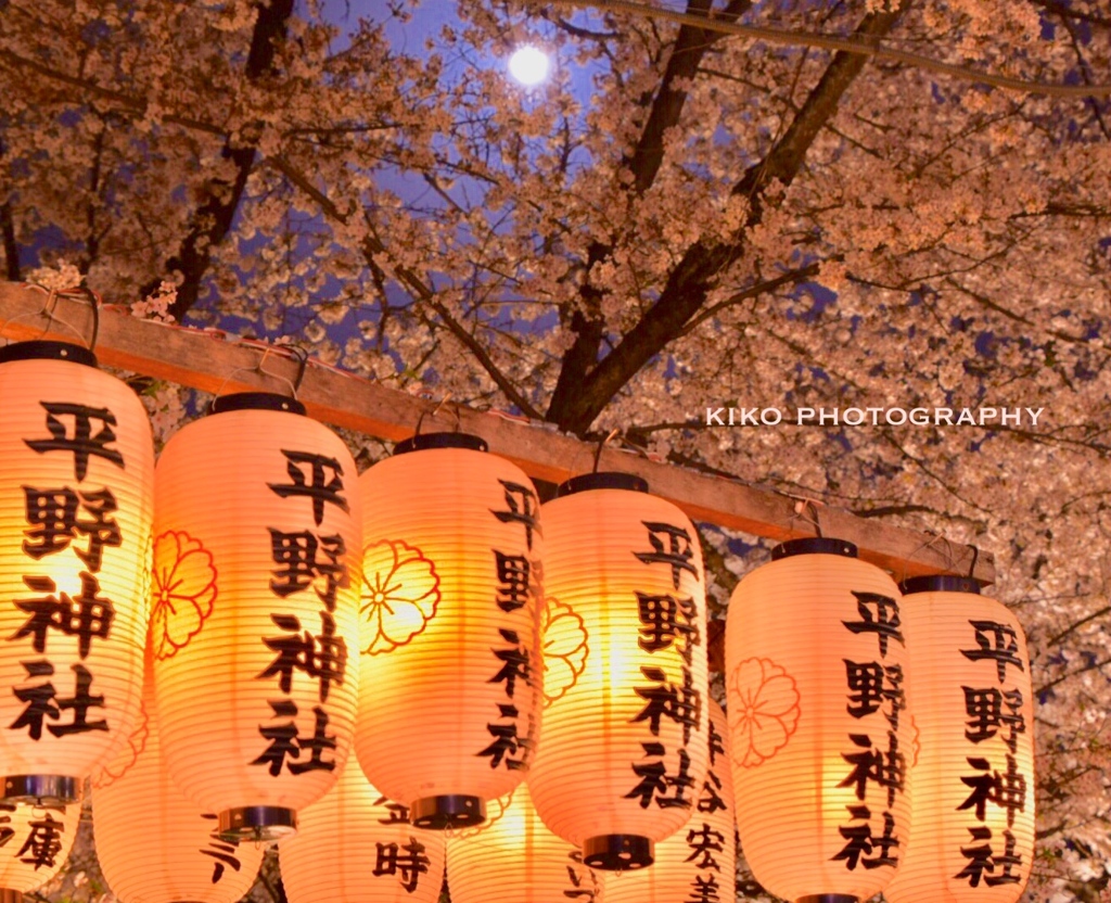 『❀.*･ﾟ平野神社.ﾟ･*.✿』