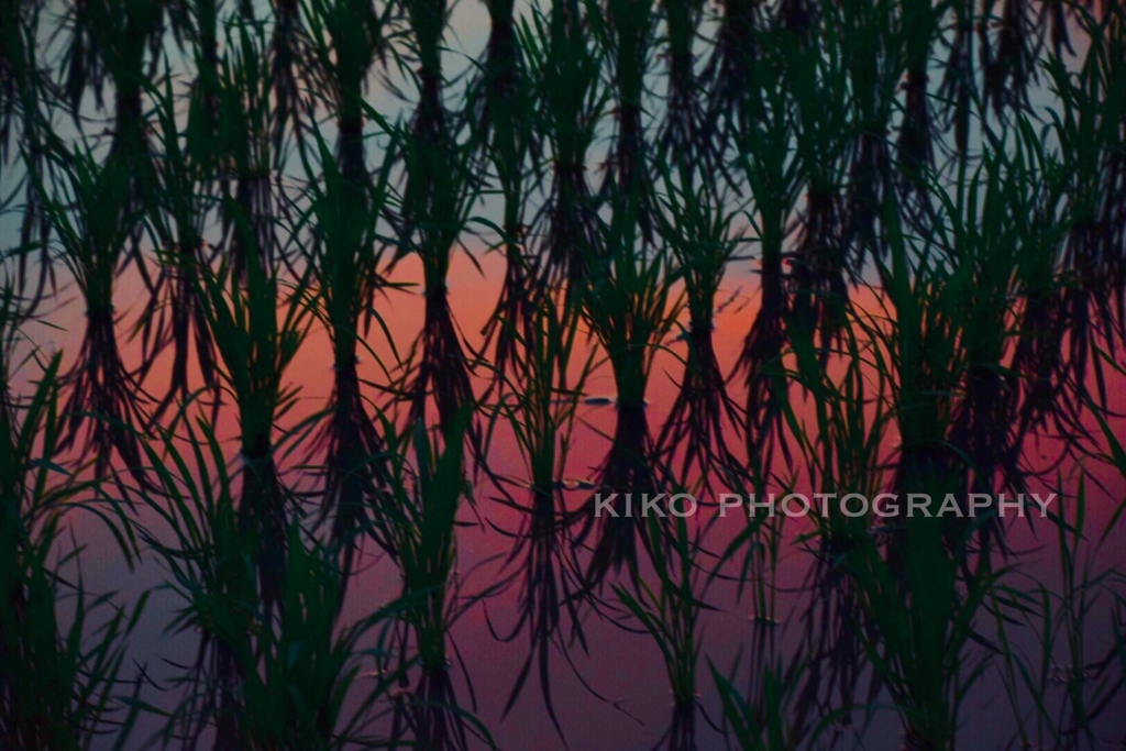『.*.+ﾟ今日の日とあの夕日に別れを告げよう.ﾟ･*.』