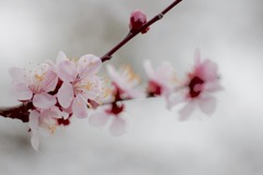 『夢のあと』