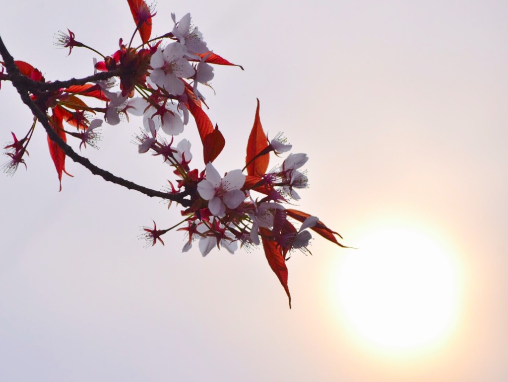 『桜color』