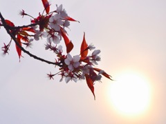 『桜color』