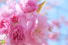 『桜の時』again…