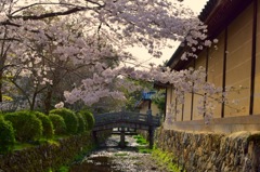 『桜色舞うころ』