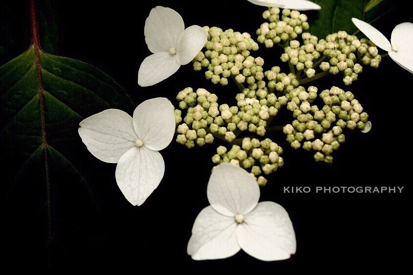 『Pierce』