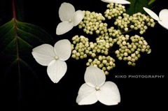 『Pierce』