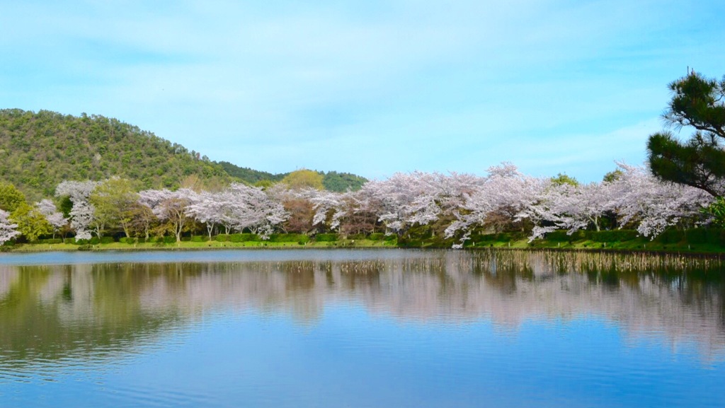 『桜色舞うころ』③