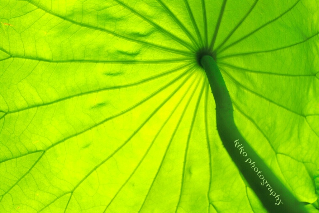 『水無月』