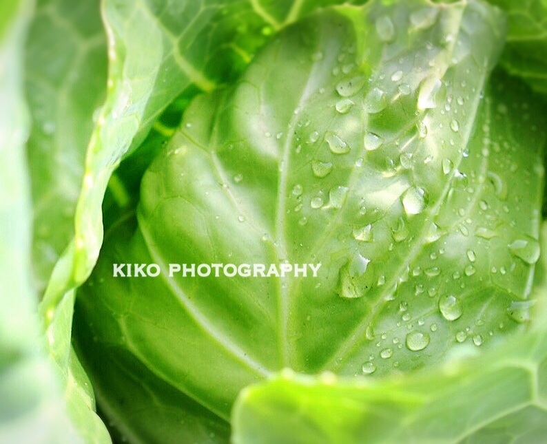 『Cabbage*.+ﾟ』