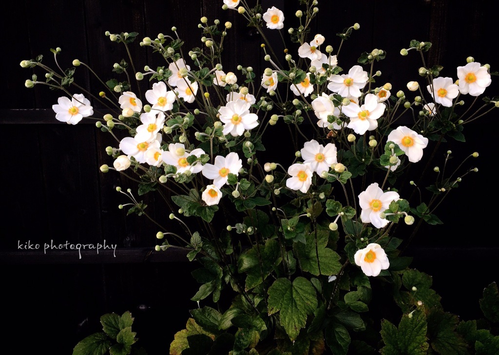 『Japanese anemone』