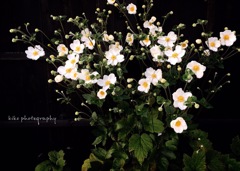 『Japanese anemone』