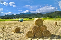 北海道のは牧草〜コレは藁ꉂ(ˊᗜˋ*)ﾜﾗ〜