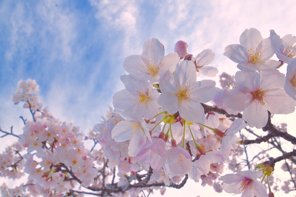 『桜色舞うころ』⑤