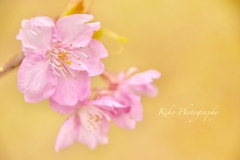 ❀.*･ﾟ河 津 桜 .ﾟ･*.✿