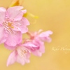 ❀.*･ﾟ河 津 桜 .ﾟ･*.✿