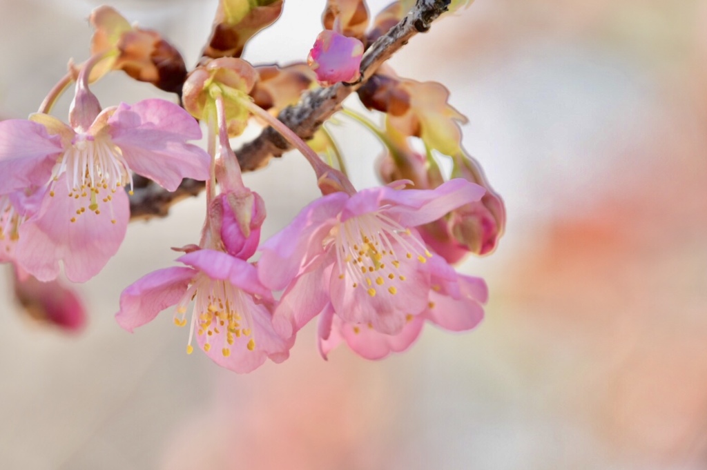 『❀.*･ﾟ河津桜 .ﾟ･*.✿٭』
