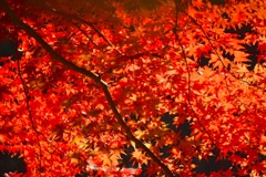 『君を想うとこの胸は…』