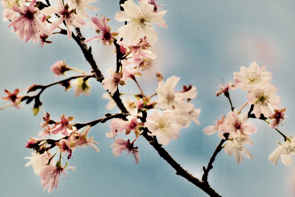 『.*✿ 冬桜 ✿.*・』
