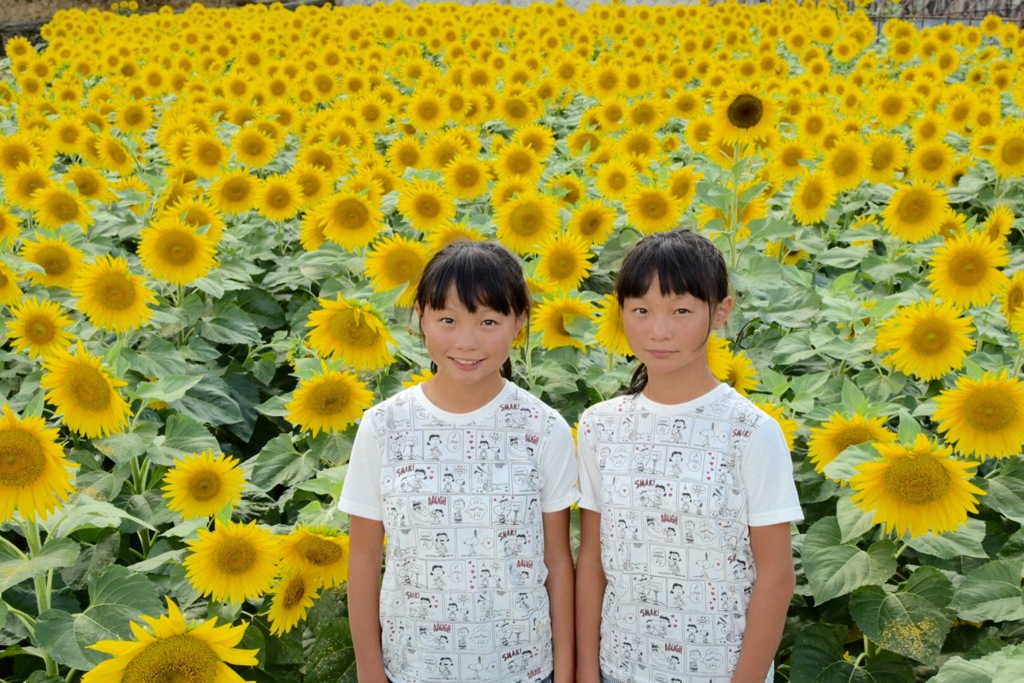 『ひまわり Girl's』