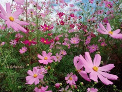 『君は九月の朝に吹き荒れた…』