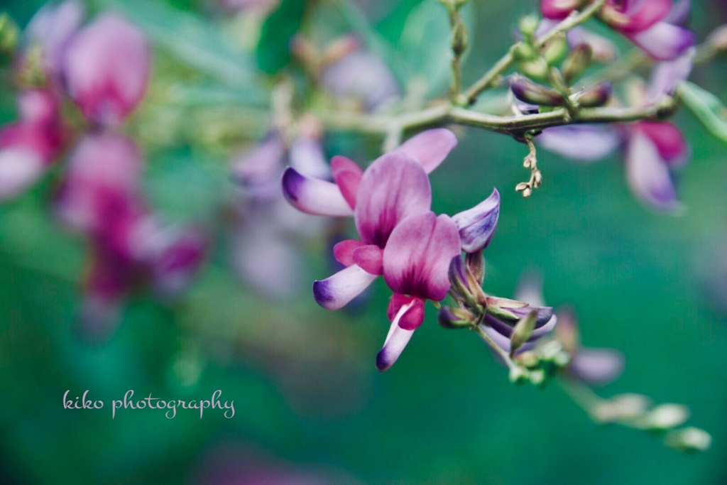 .*･ﾟ萩の花.ﾟ･*.